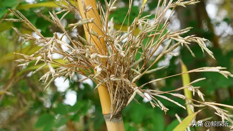 竹的栽培管理与应用_竹的种植方法_竹花种植技术