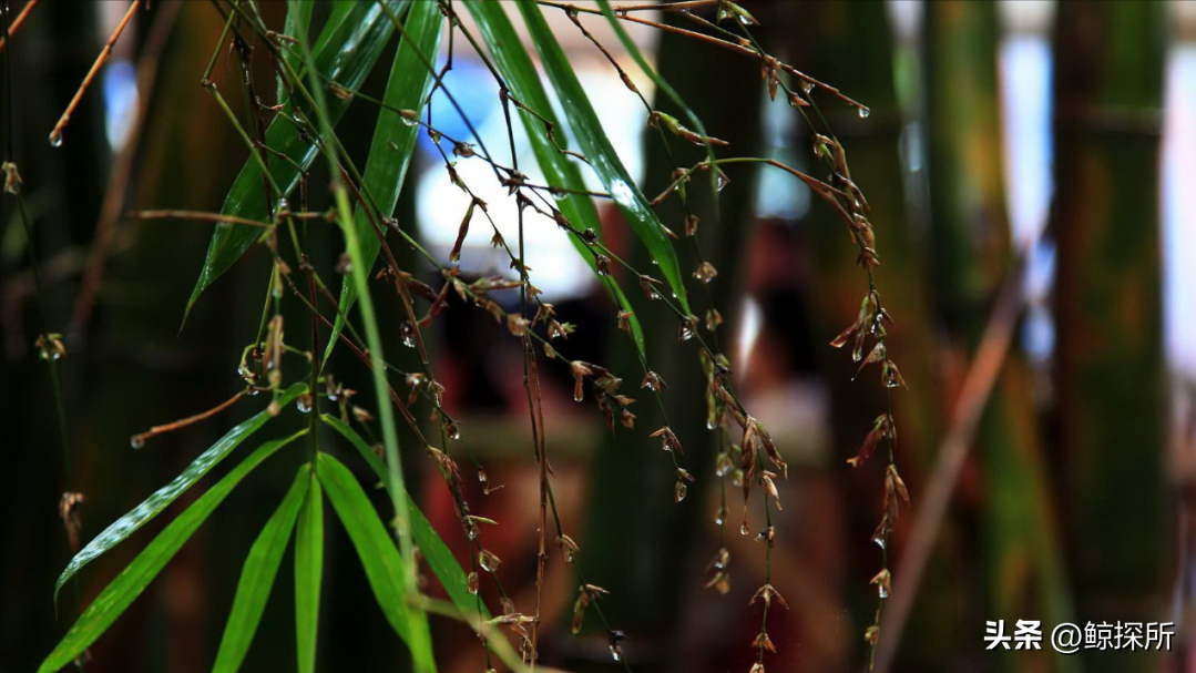 竹的栽培管理与应用_竹花种植技术_竹的种植方法