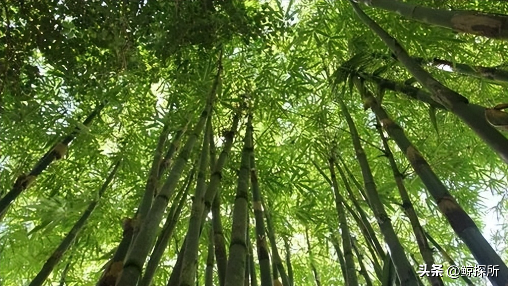 竹的栽培管理与应用_竹的种植方法_竹花种植技术