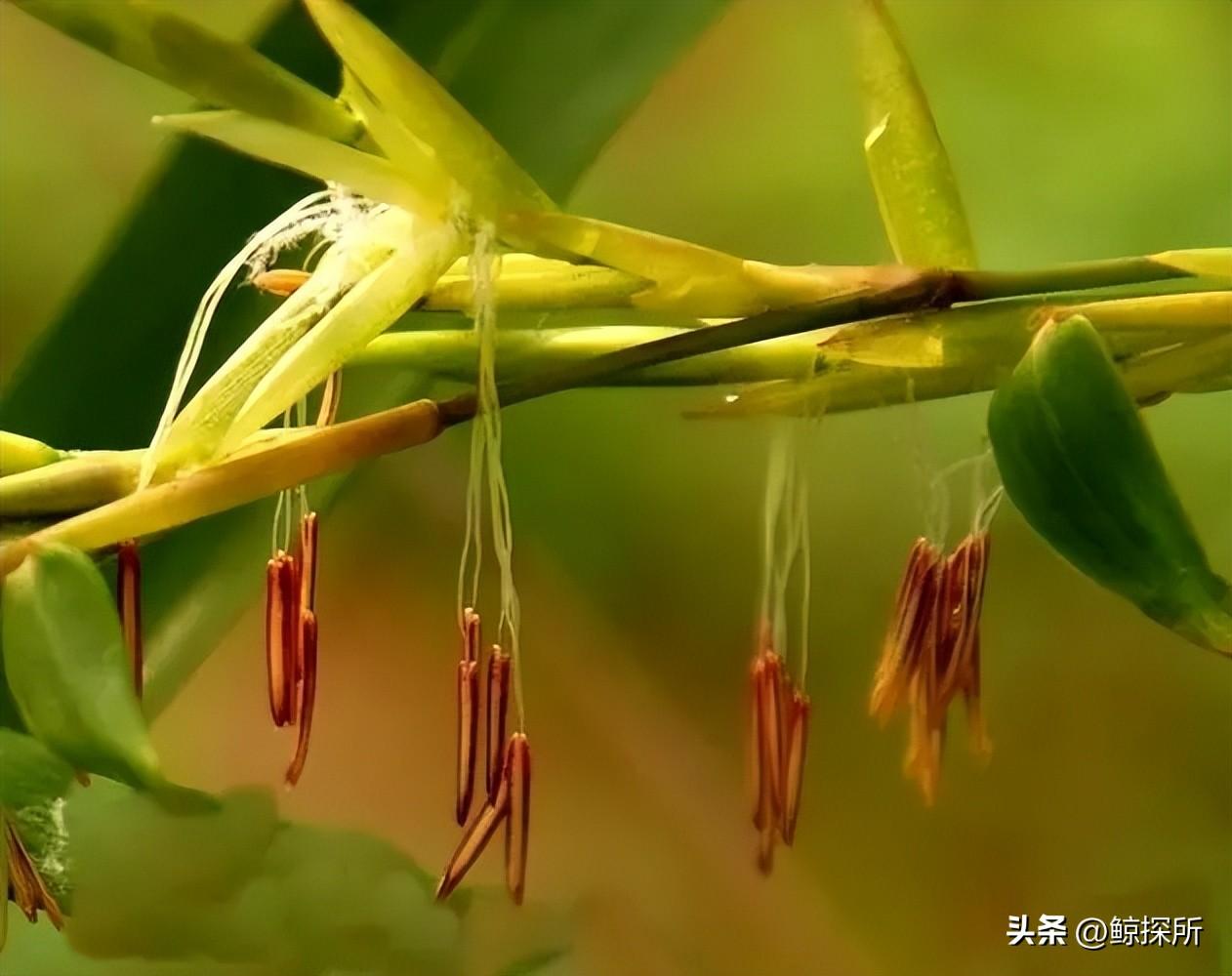 竹的栽培管理与应用_竹的种植方法_竹花种植技术