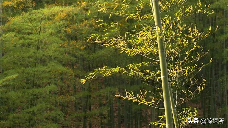 竹的种植方法_竹花种植技术_竹的栽培管理与应用