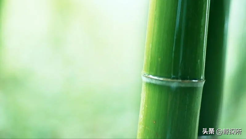 竹的种植方法_竹的栽培管理与应用_竹花种植技术