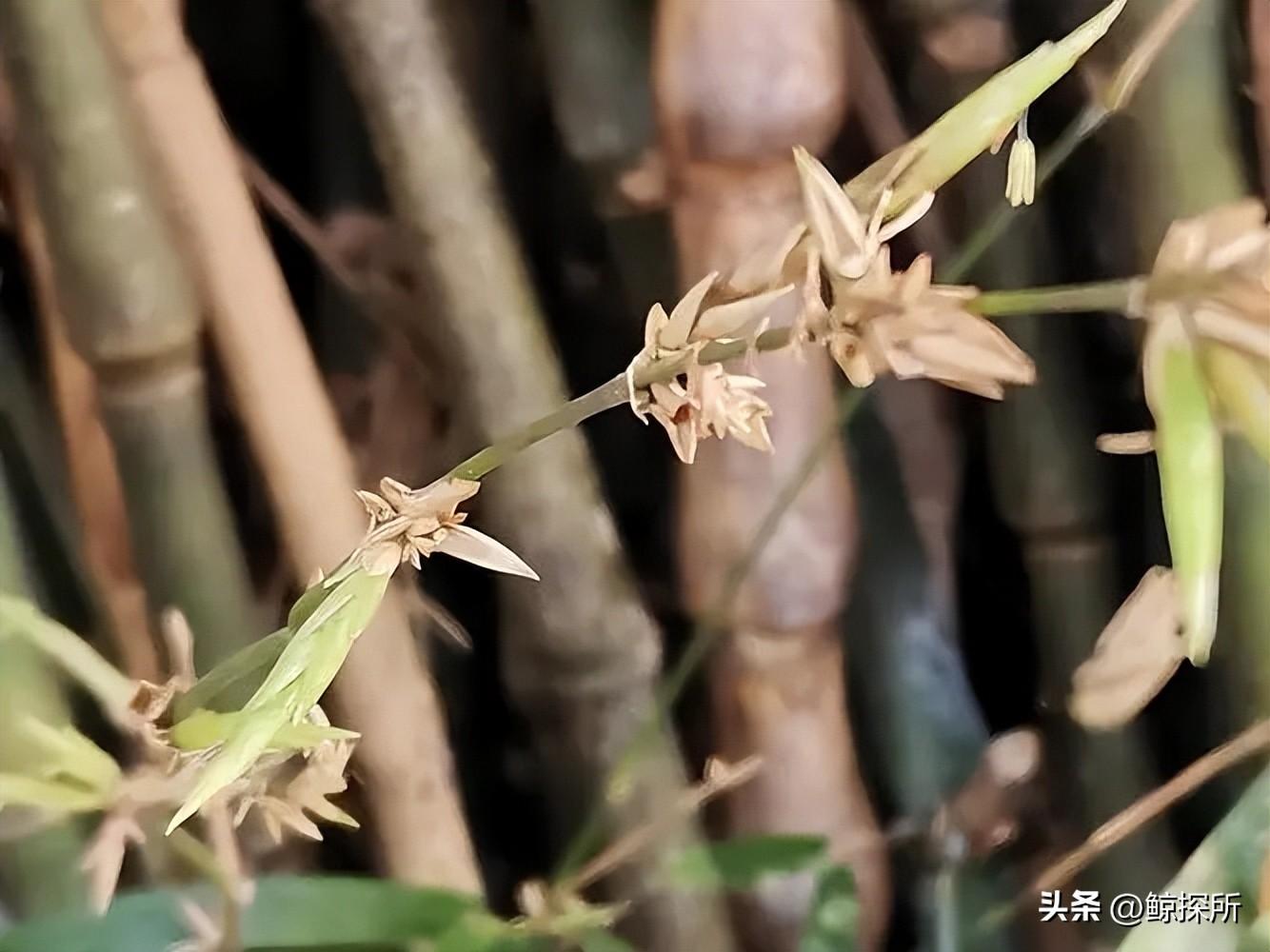 竹花种植技术_竹的种植方法_竹的栽培管理与应用