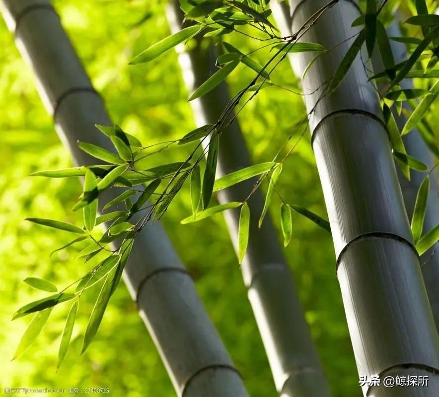 竹的种植方法_竹的栽培管理与应用_竹花种植技术