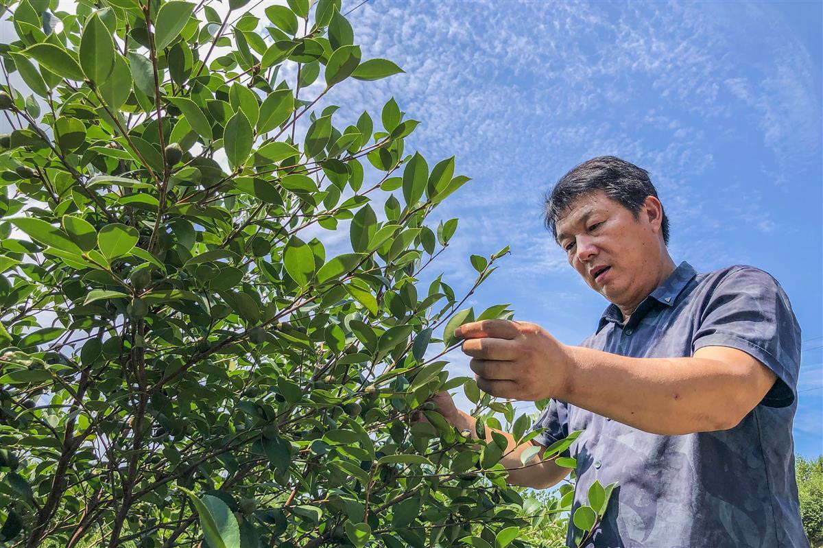 致富经种植三种水果亩收入过亿_致富果树_致富果有哪些种植