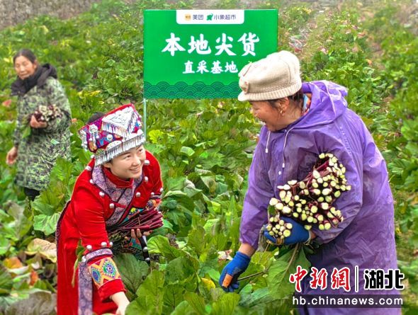 种植红菜苔致富_种植红菜苔经济效益_种红菜苔的效益