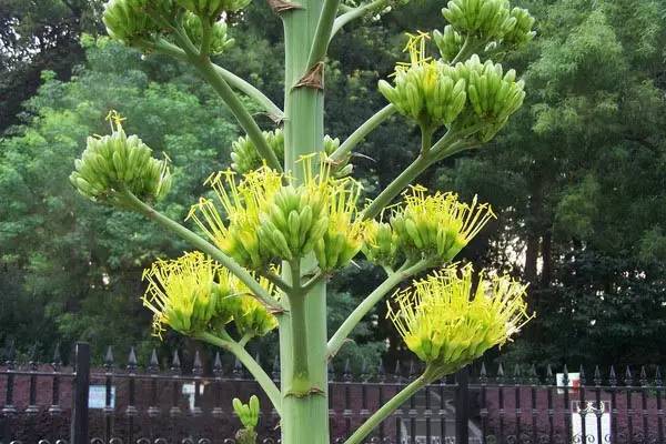 竹的栽培管理与应用_竹的种植方法和注意事项_竹花种植技术