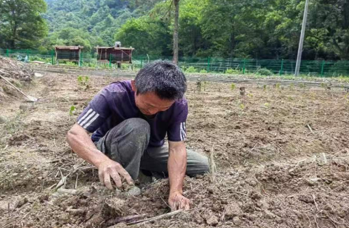 村民种植中药材