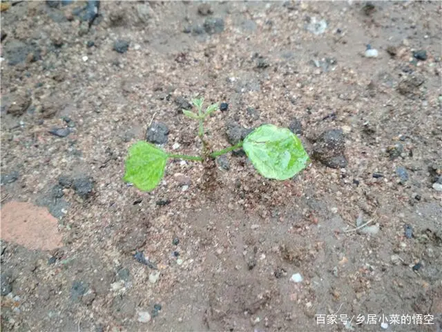 怎样使凉茹高产_凉茹什么时候收获_凉茹种植技术