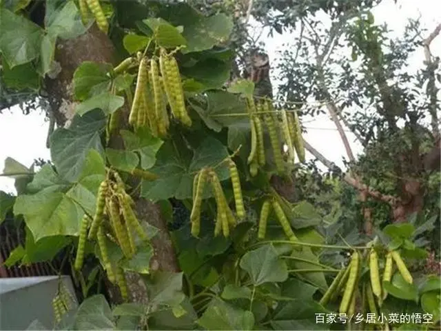 凉茹什么时候收获_怎样使凉茹高产_凉茹种植技术