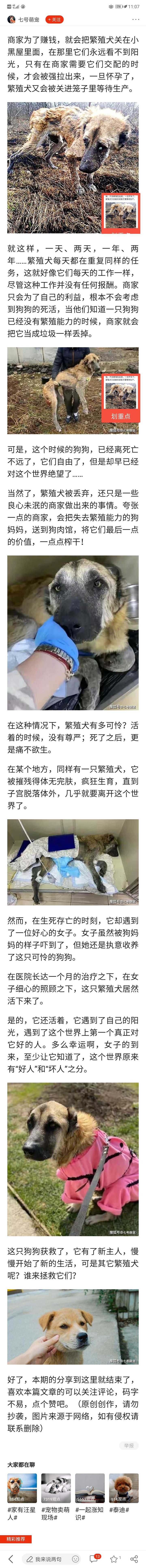 养笨狗注意什么_笨狗养殖视频_笨狗养殖技术