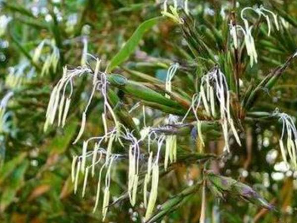 竹花种植技术_竹的种植方法和注意事项_竹的种植方法