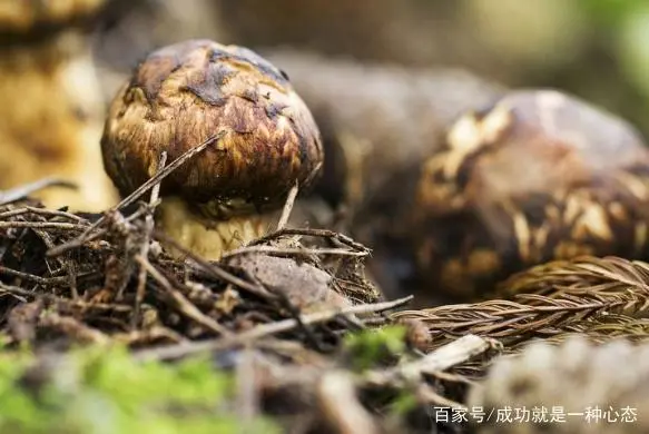 如何种植松茸菌_菌种植松茸技术视频教程_松茸菌种植技术