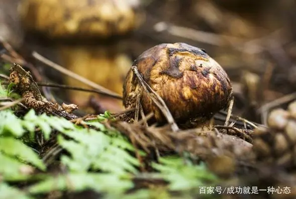 松茸菌种植技术_菌种植松茸技术视频教程_如何种植松茸菌