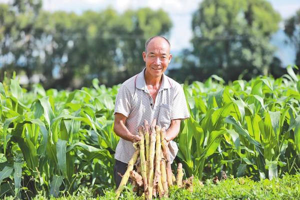 【奋进新征程 建功新时代】烟田也种粮农民增收致富新篇章