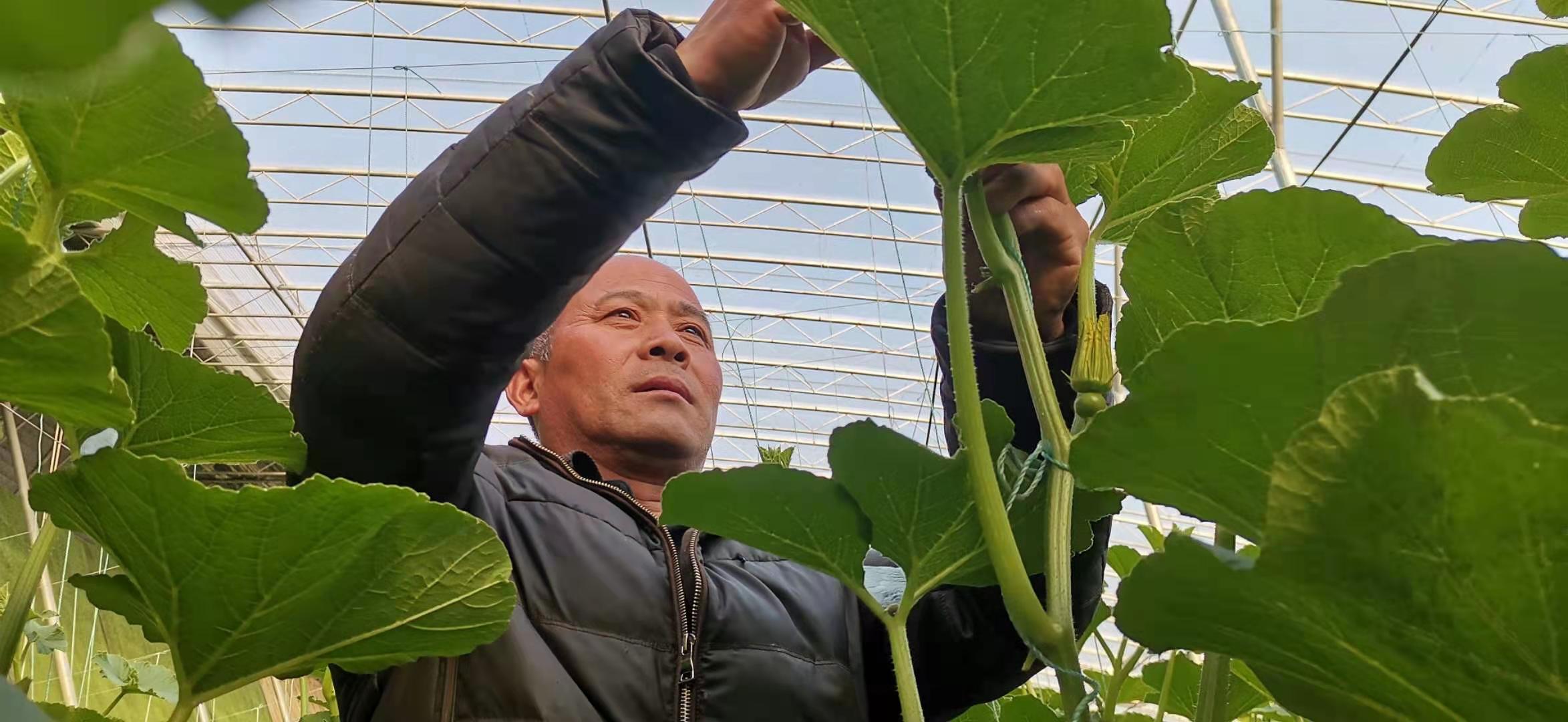 大棚种植水费多少钱一吨_农户种植大棚节水致富经验_农户致富节水大棚种植经验总结