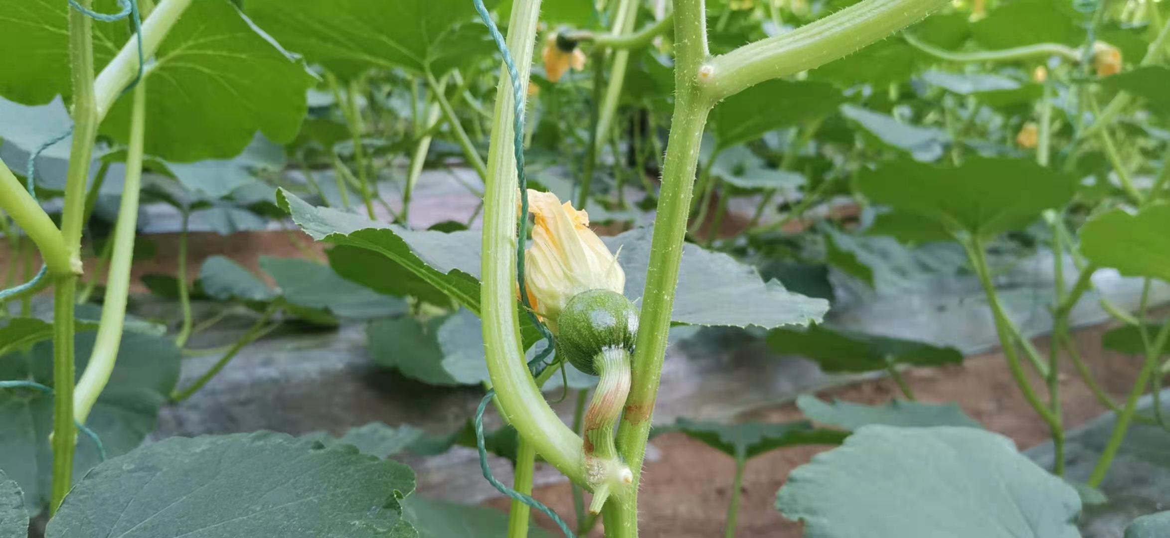 农户致富节水大棚种植经验总结_农户种植大棚节水致富经验_大棚种植水费多少钱一吨