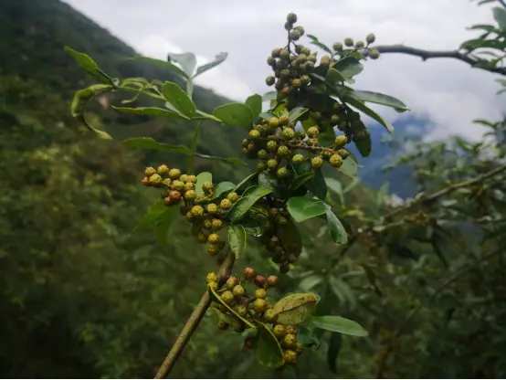 四川金阳：脱贫路上椒香飘  小小青花椒成为致富大产业