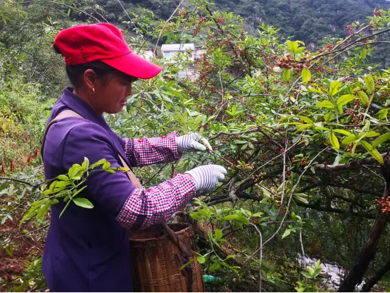 美女花椒种植致富_致富花椒种植美女图片_花椒种植致富带头人先进事迹