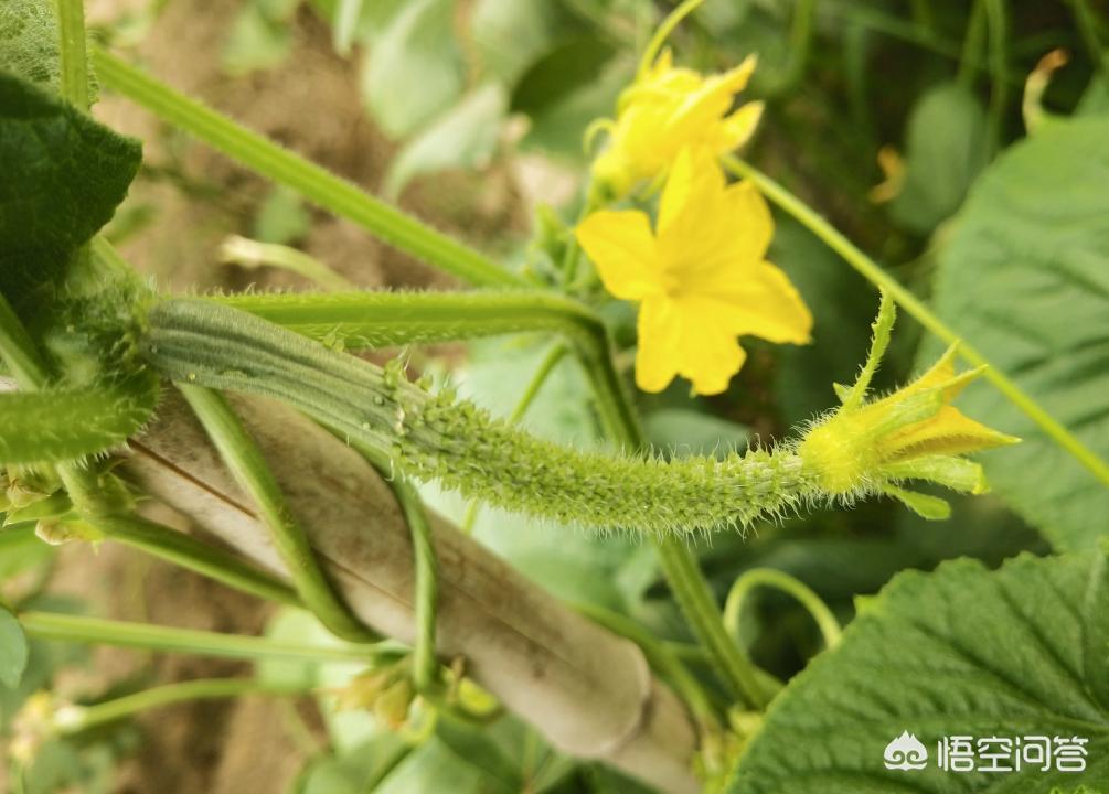 黄瓜秋冬大棚种植技术视频_黄瓜秋季大棚种植技术_秋冬大棚黄瓜种植技术