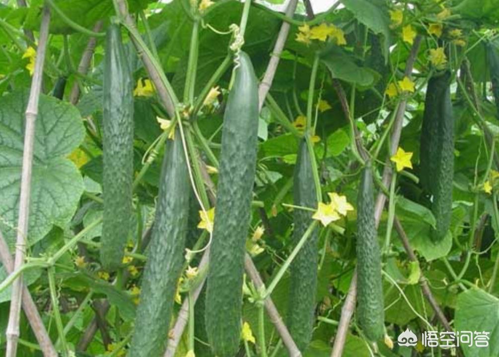 秋冬大棚黄瓜种植技术_黄瓜秋季大棚种植技术_黄瓜秋冬大棚种植技术视频