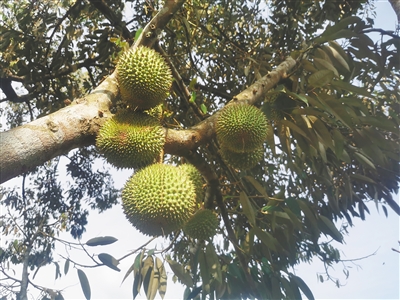 榴莲种植技术大全_种植榴莲的方法_榴莲种植技术视频cctv7