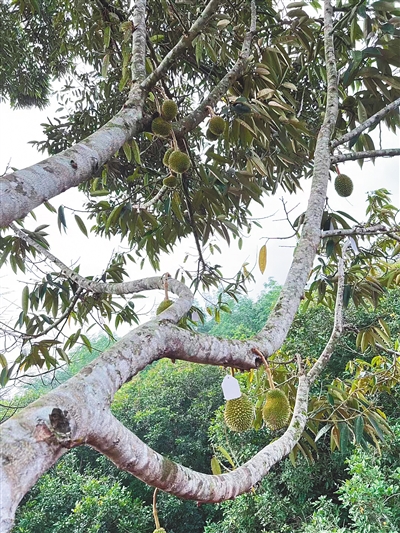 榴莲种植技术大全_种植榴莲的方法_榴莲种植技术视频cctv7