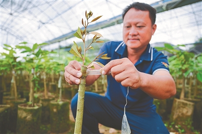 榴莲种植技术大全_种植榴莲的方法_榴莲种植技术视频cctv7