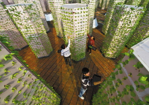 种植生菜技术小结怎么写_种植生菜小知识_小生菜种植技术