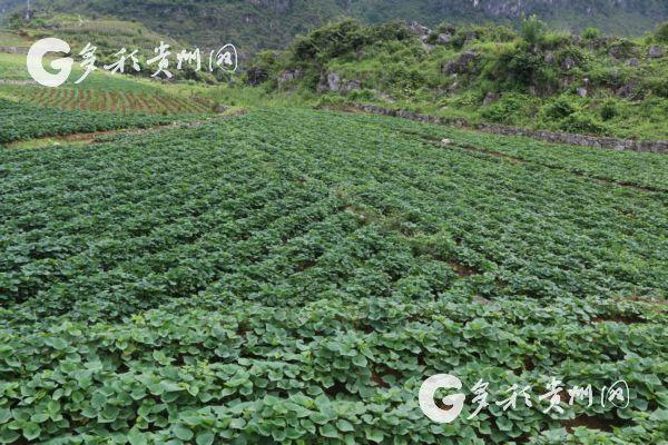 广东红薯种植时间_广东红薯种植致富_广东红薯苗基地