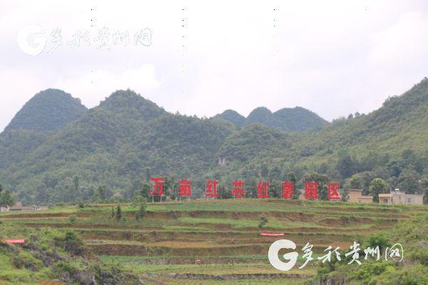 广东红薯苗基地_广东红薯种植时间_广东红薯种植致富