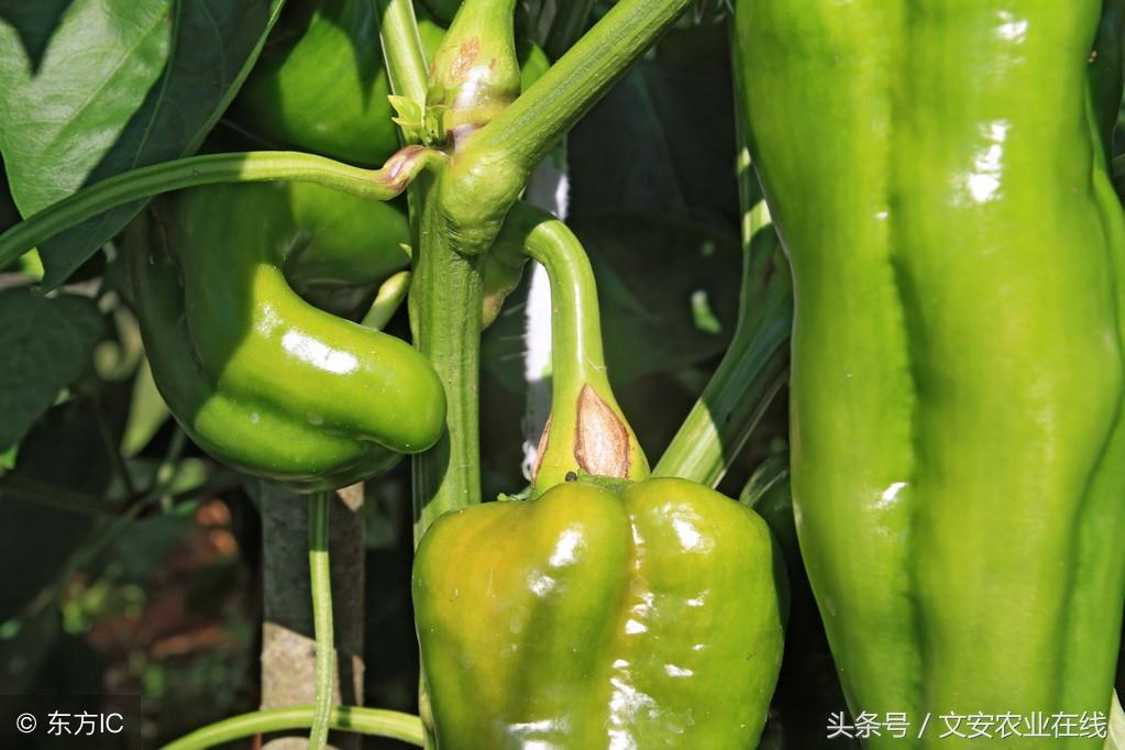 大棚尖椒的种植技术_大棚尖椒的种植全过程与管理_大棚种植尖椒技术要点