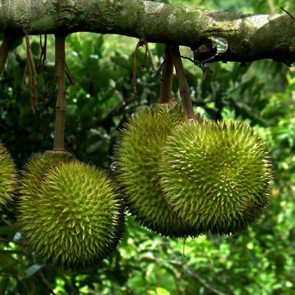 致富柠檬盆栽种植视频_柠檬种植方法盆栽_种植盆栽柠檬致富