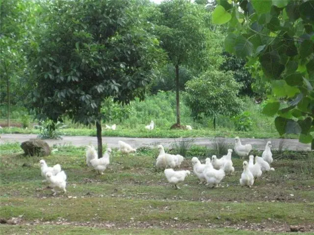 泰和乌骨鸡多少钱一斤呀_泰和乌骨鸡的养殖技术_泰和乌骨鸡特征