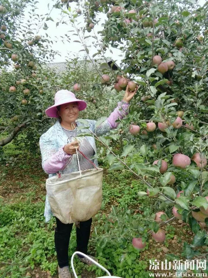 周明芳：用苹果产业铺就一条致富路