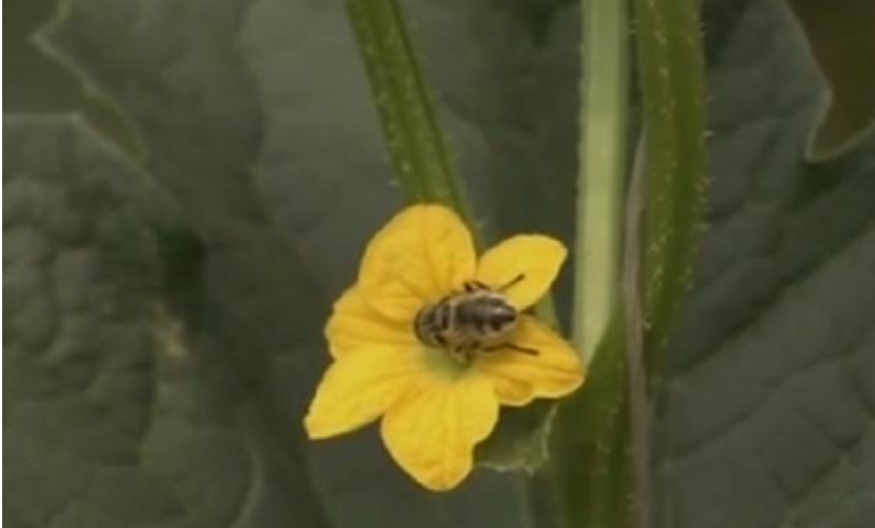 种大棚甜瓜效益怎么样_甜瓜大棚种植技术_大棚种植甜瓜技术要求