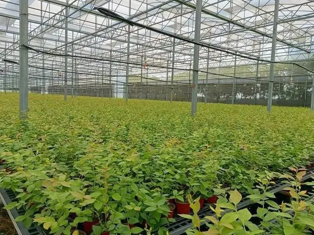 致富种植农业最新项目有哪些_最新农业种植致富项目_农村致富项目种植业