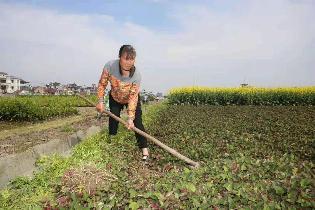 【助力共同富裕】苗族媳妇龙白凤：让鱼腥草成为村民的“致富草”