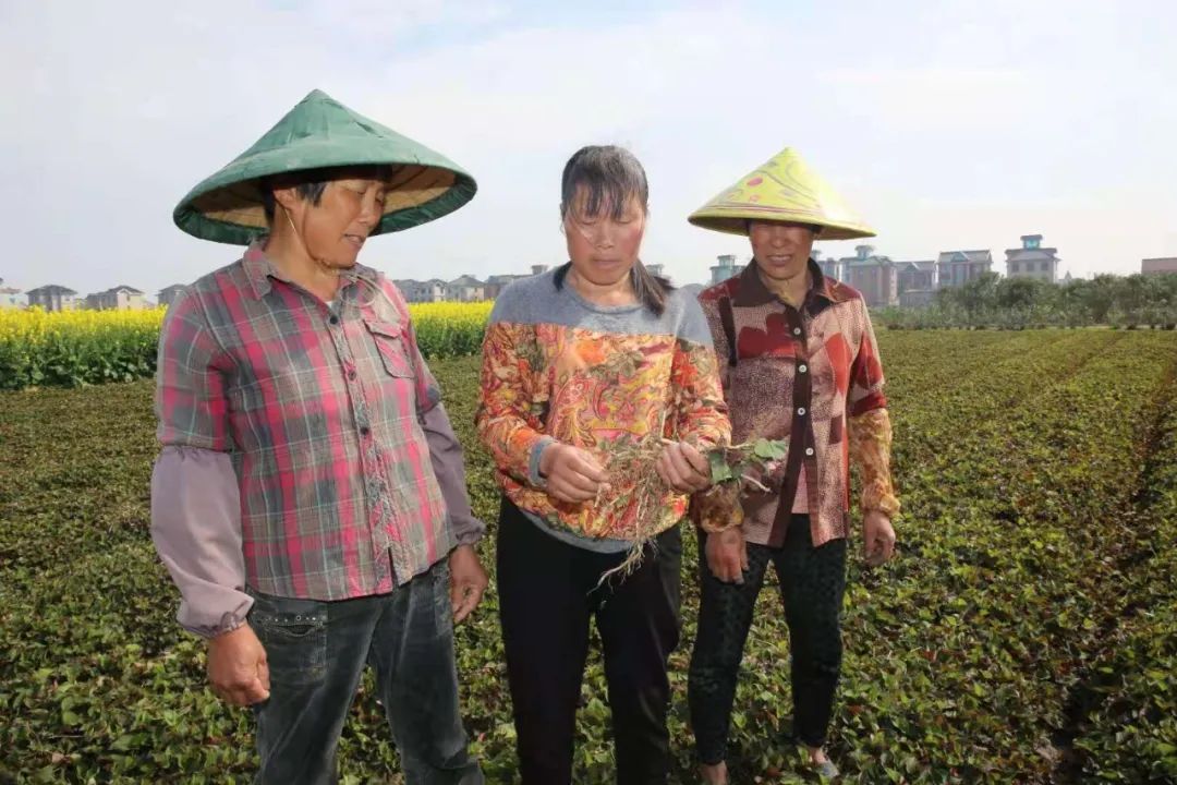 种植鱼腥草前景如何_致富经关于种鱼腥草_种植鱼腥草