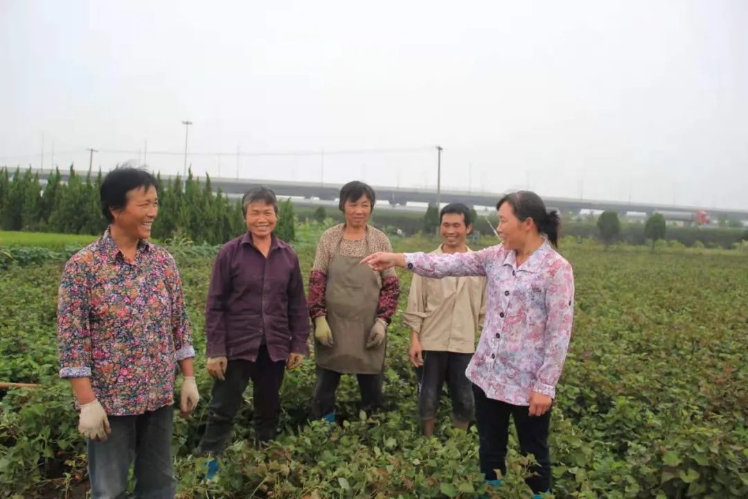 种植鱼腥草_致富经关于种鱼腥草_种植鱼腥草前景如何