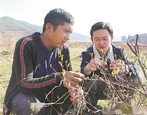 烟叶种植致富视频_种植烟叶赚钱吗_种植烟叶的利润怎么样