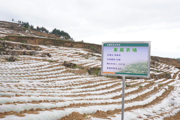 视频致富种植烟叶怎么做_烟叶种植致富视频_烟叶种植技术视频