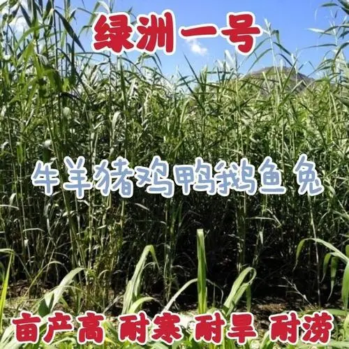 种植致富业_致富种植特色方法是什么_特色种植致富方法