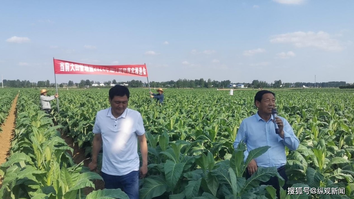 种植烟叶赚钱吗_烟叶种植致富视频_种植烟叶的利润怎么样