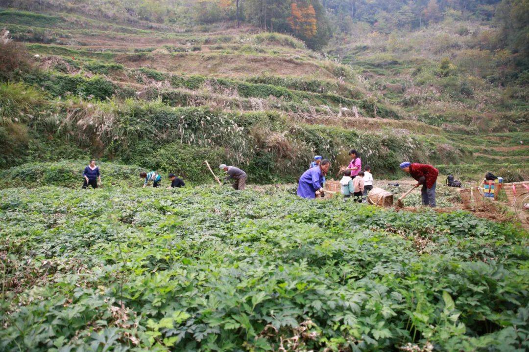 种植致富业_特色种植致富方法_致富种植特色方法图片