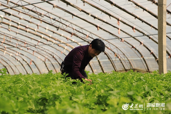 东港种植致富_东港种植致富_东港种植致富