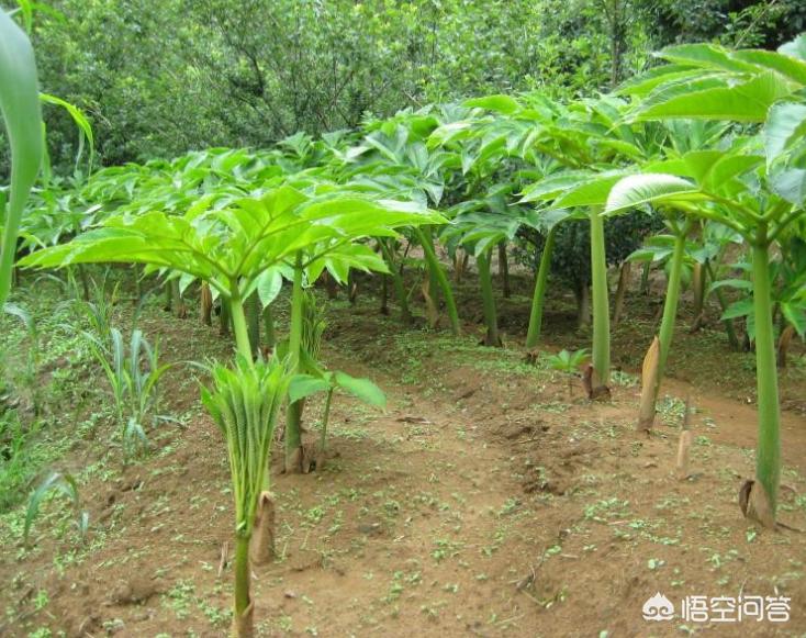 致富种植魔芋图片_魔芋种植致富吗_致富种植魔芋怎么样