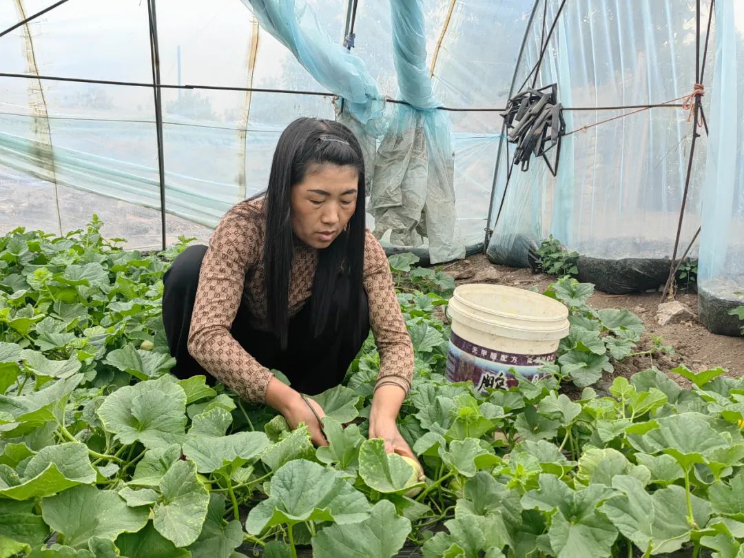 大棚种植香瓜栽培技术_大棚香瓜种植技术视频_大棚香瓜的种植技术