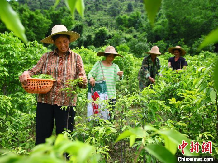 广东沉香产业带动百姓富 实现生态美