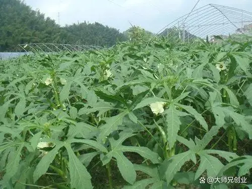 特色种植致富方法_致富种植视频全集_致富种植特色方法有哪些